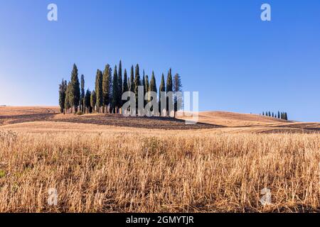 Bosquet de cyprès dans les champs de blé et de fleurs sauvages près de San Quirico, Toscane, Italie Banque D'Images