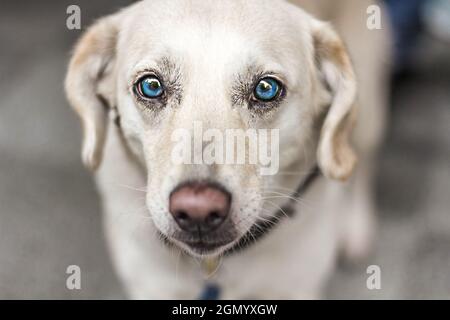 chien heureux avec les yeux bleus se posant dans la rue Banque D'Images