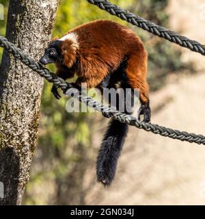 La gélinotte rouge, le Varecia rubra Lemur est l'une des deux espèces du genre Le Varecia, la gélinotte lémuriens Banque D'Images