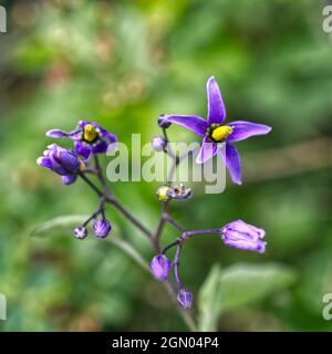 Solanum dulcamara Banque D'Images