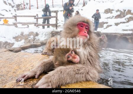 Tokyo, Japon - 3 janvier 2010 : les touristes prennent des photos de singes des neiges dans le parc des singes de Jigokudani au Japon. Banque D'Images