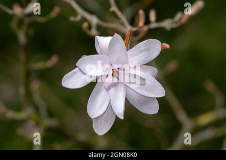 Gros plan fleur Magnolia Stellata Tree à Amsterdam, pays-Bas 12-4-2021 Banque D'Images