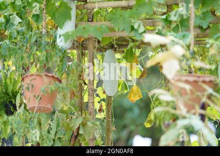 Melon d'hiver ou Benincasa hispida ou Gourd de cire sont accrochés sur l'arbre. Banque D'Images