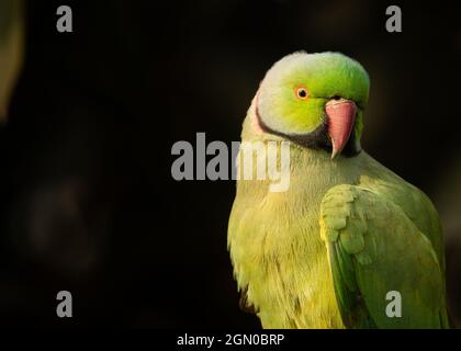Perroquet rosé tôt le matin assis à la lumière dorée Banque D'Images