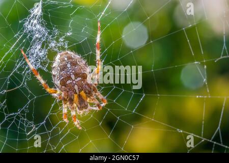 Araignée de jardin, Araneus diadematus sur le web rétroéclairé par le soleil, Royaume-Uni Banque D'Images