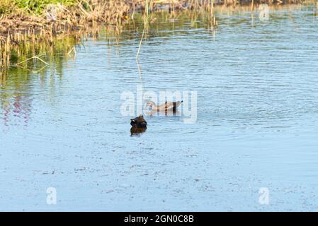 Deux jeunes moorhens (Gallinula chloropus) au Porth Hellick Pool, St Mary's, îles Scilly Banque D'Images