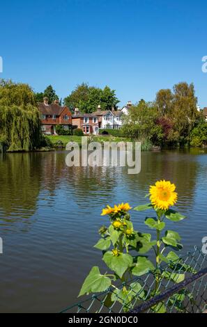 Village étang et tournesols à Lindfield près de Haywards Heath , Sussex , Angleterre , Royaume-Uni Banque D'Images