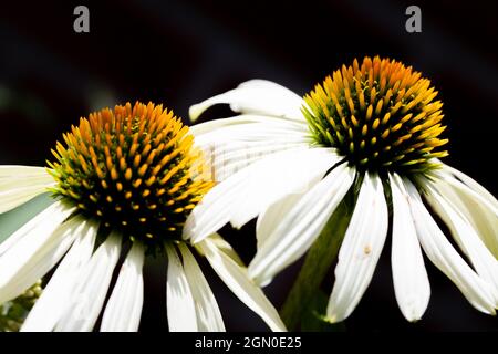 Fleurs blanches, ou échinacée magnus Superior, en pleine floraison au soleil avec fond flou. Photo de haute qualité Banque D'Images