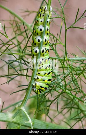 Une chenille noire à papillons de queue d'aronde (Papilio polyxene) se tord alors qu'elle descend sur une tige, révélant à la fois une vue latérale de sa tête et un robot inhabituel Banque D'Images