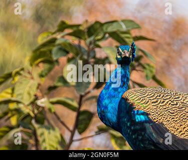 Peacock vous regardant de l'arbre Banque D'Images