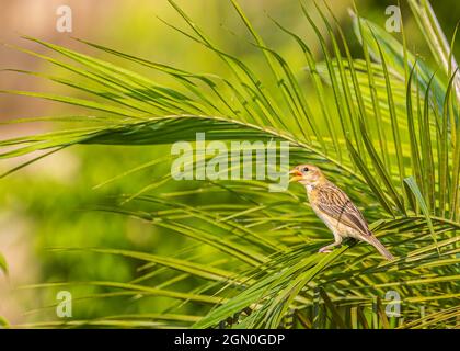 Baya , l'oiseau de tisserand assis sur un arbre. Banque D'Images