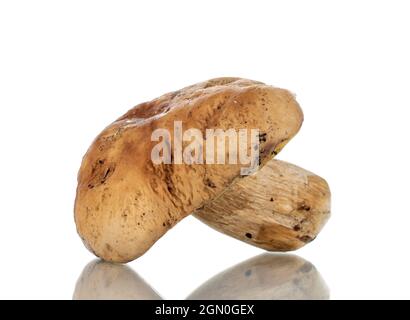 Un champignon blanc de forêt, gros plan, isolé sur blanc. Banque D'Images