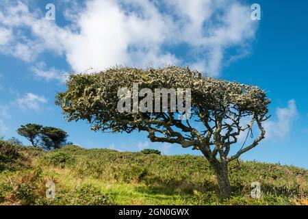 Un arbre couvert de lichen en forme d'éléments côtiers sur St Mary's, les îles de Scilly Banque D'Images