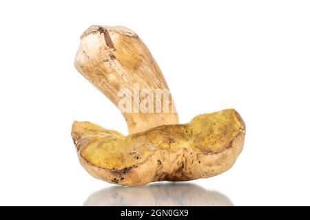 La moitié des champignons porcini de la forêt, isolés en gros plan sur du blanc. Banque D'Images