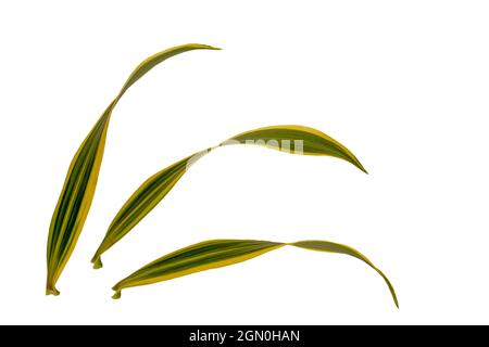 Vue de dessus des feuilles de Dracaena refexa ou chant de l'inde en ivoire vert et blanc, isolé sur fond blanc avec un chemin d'écrêtage Banque D'Images