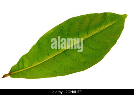 Vue de dessus des feuilles d'amande de campagne verte, isolée sur fond blanc avec un chemin d'écrêtage Banque D'Images