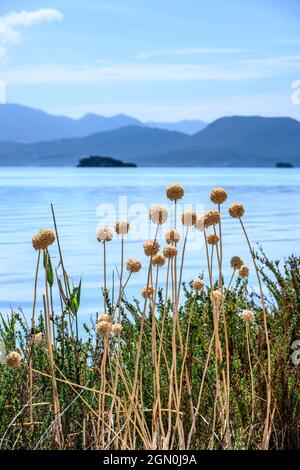 Ail sauvage sur l'île de Koronisia dans le golfe Ambracien, municipalité d'Arta, Epirus, Grèce. Banque D'Images