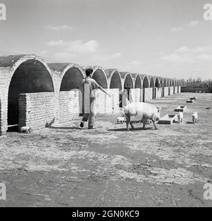 Dans les années 1950, historique, « attendez-moi »... sur une ferme porcine chinoise, un petit porcelet se précipite hors de son logement pour rejoindre sa mère et sa famille, la Chine. Banque D'Images