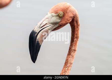 Détail du flamant sur l'île de Palma de l'archipel de San Bernardo, Colombie Banque D'Images