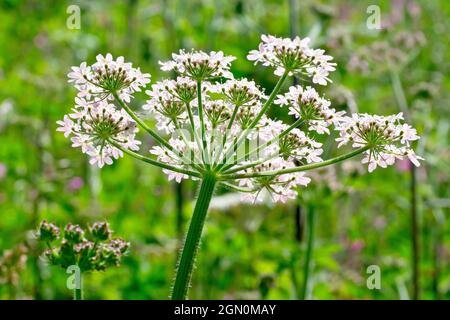 L'herbe à poux (heracleum sphondylium), également connue sous le nom de Cow Parsnip, est rétro-éclairée de près de l'une des grandes têtes de fleurs blanches de la plante. Banque D'Images