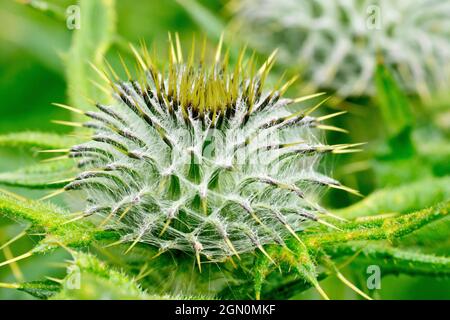 Lance Thistle (cirsium vulgare), gros plan de l'impressionnant bourgeon floral de la plante. Banque D'Images