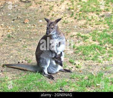 Femelle wallaby à col rouge avec sa progéniture qui tient sa tête hors de la poche. Notamacropus rufogriseus . Banque D'Images