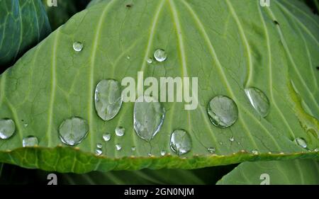 Gros plan sur la feuille d'un chou blanc avec quelques gouttes de pluie après qu'elle ait plu. Banque D'Images