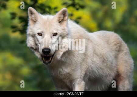 Loup de la baie d'Hudson / loup arctique (Canis lupus hudsonicus) loup blanc originaire du Canada Banque D'Images