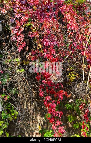 Feuilles rouges de raisins sauvages dans le parc, saison d'automne Banque D'Images