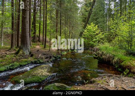 Sentier de randonnée sur la rivière Weißer main près de Bischofsgrün dans le Fichtelgebirge, haute-Franconie, Bavière, Allemagne Banque D'Images