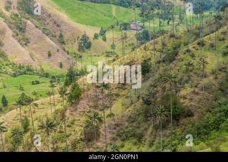 Grands palmiers à cire dans la vallée de Cocora, Colombie. Banque D'Images