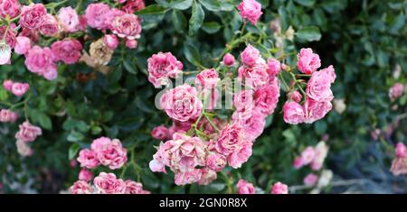 Belles fleurs roses délicates sur le Bush vert. Magnifique fond de fleurs Banque D'Images