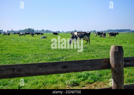 Les pays-Bas, sep 8,2021-vaches en pâturage avec ferme en arrière-plan. Le gouvernement néerlandais veut exproprier les agriculteurs pour réduire le bétail afin de résoudre le problème Banque D'Images