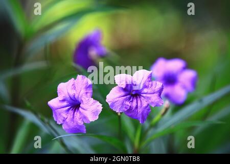 Belle vue de fleurs de la fièvre de la racine (Minnieroot Ruellia,Ruellia Tuberosa), gros plan de violet avec des fleurs bleues qui fleurissent dans le jardin Banque D'Images