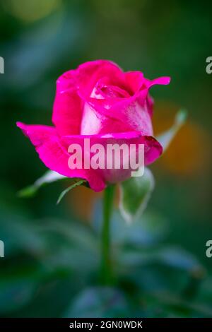 Rose sur fond bokeh Banque D'Images