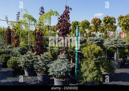 La culture de divers arbres et plantes dans de grands pots dans la nature Banque D'Images