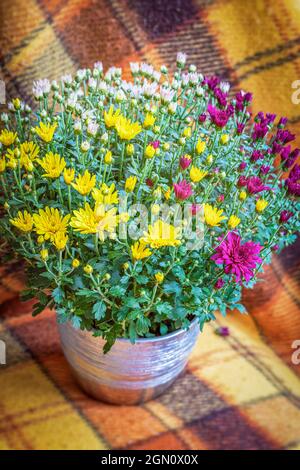 Bouquet de chrysanthèmes multicolores sur fond de couverture chaude et confortable, ambiance automnale. Atmosphère romantique d'automne Banque D'Images