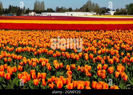 WA19636-00...WASHINGTON - champ coloré de tulipes à la ferme de la Gabulbe de Roozenarde dans le Skagit Valleyavec le mont Baker au loin. Banque D'Images