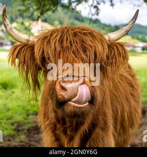 Highland cow sur prairie dans la vallée de kinzig, forêt noire, Allemagne Banque D'Images