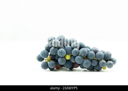 bouquet de raisins bleus sur fond blanc. Récolte de baies de vin sur la table. Photo de vue latérale Banque D'Images