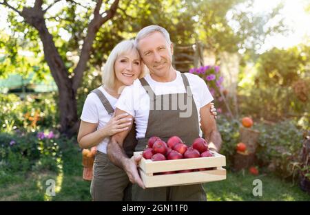 Heureux couple senior tenant une boîte en bois pleine de pommes dans le verger en automne, embrassant et souriant à la caméra Banque D'Images