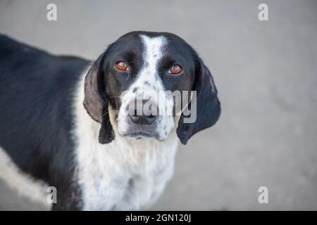 chien à pois blanc et noir avec des yeux tristes Banque D'Images
