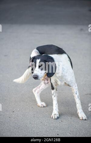 Le chien dalmate est seul sur la route Banque D'Images