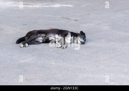 le chien noir est triste sur la route Banque D'Images