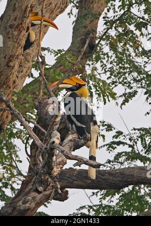 Paire de grands Hornbill (Buceros bicornis) perchée dans l'arbre Kaziranga NP, Assam, Inde Janvier Banque D'Images