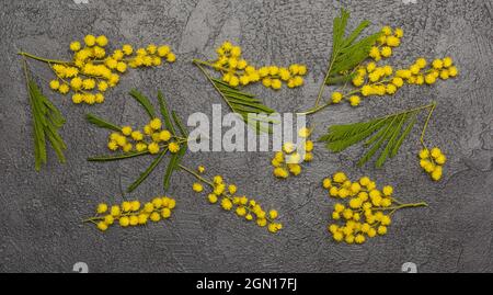 Composition des fleurs. Fleur de mimosa jaune et feuilles sur fond gris clair. Concept de ressort. Flat lay, vue de dessus Banque D'Images