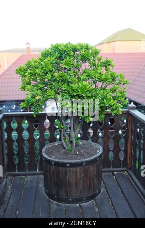 Grand arbre à feuilles persistantes Buxus sempervirens boîte commune, boîte européenne, ou buis en pot près de la maison . clippé buxus sempervirens . Buis à la coupe de balles Banque D'Images