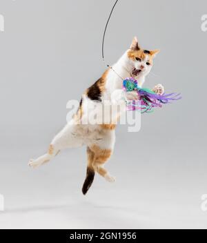 Photo d'un chat Calico en studio, sautant dans l'air et attaquant un jouet coloré. Banque D'Images