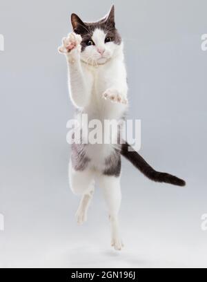 Photo studio d'un chat gris et blanc tombant vers l'appareil photo avec une expression concentrée. Banque D'Images