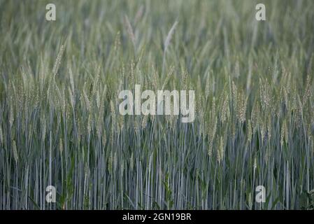 Orge pendant la pollinisation. Maturation des céréales dans le champ. Vue rapprochée des épis de grain avec grain. Banque D'Images